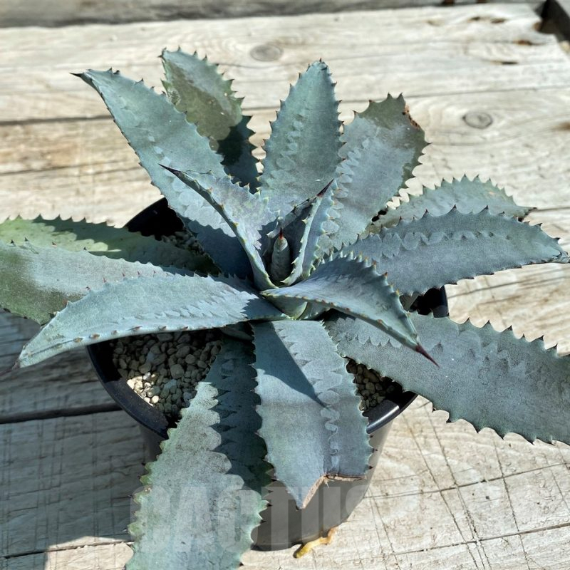 SH8251 Mangave 'Silver Fox'