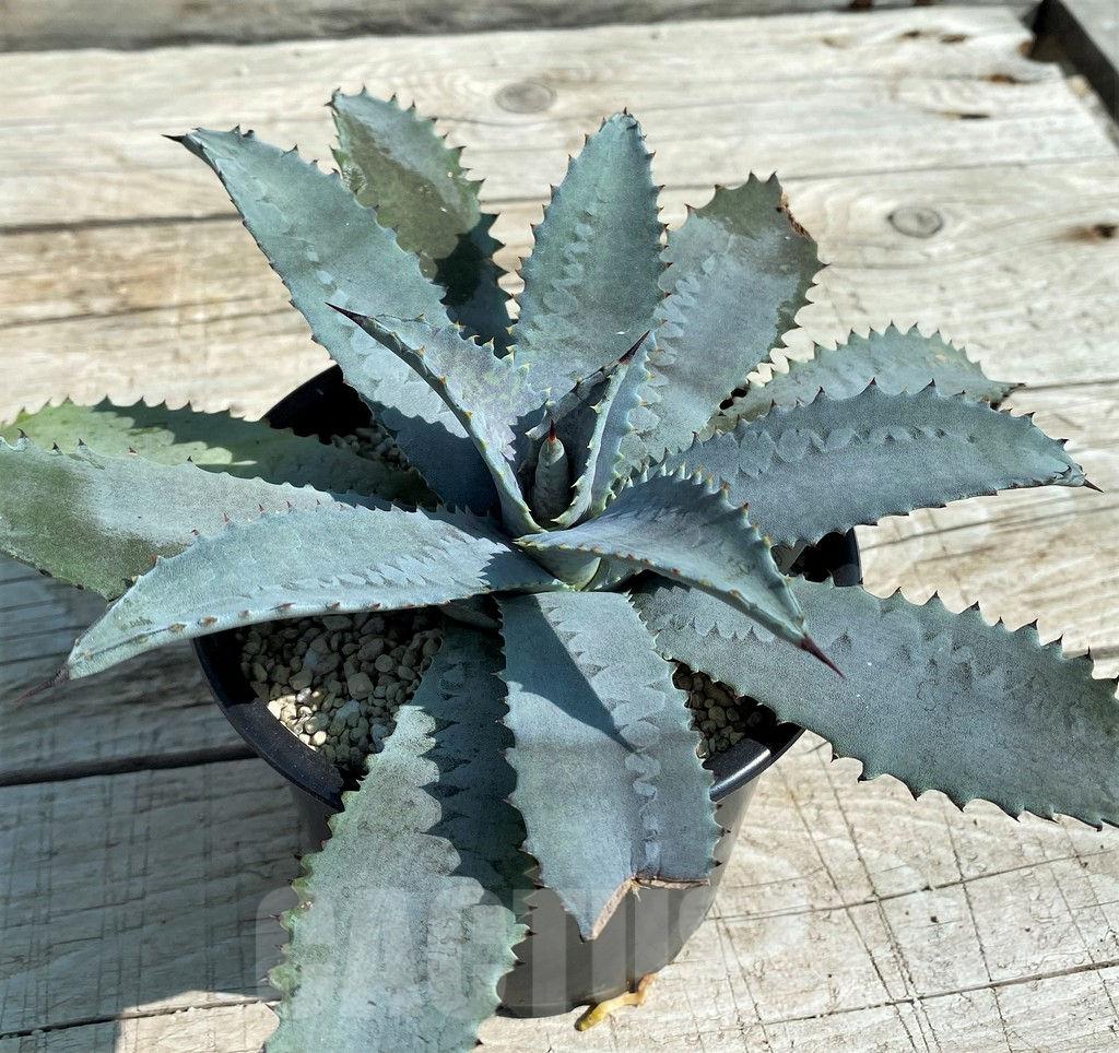 SH8251 Mangave 'Silver Fox'