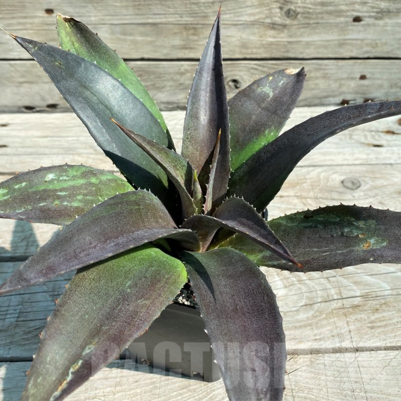 SH8245 Mangave 'Red Wing'