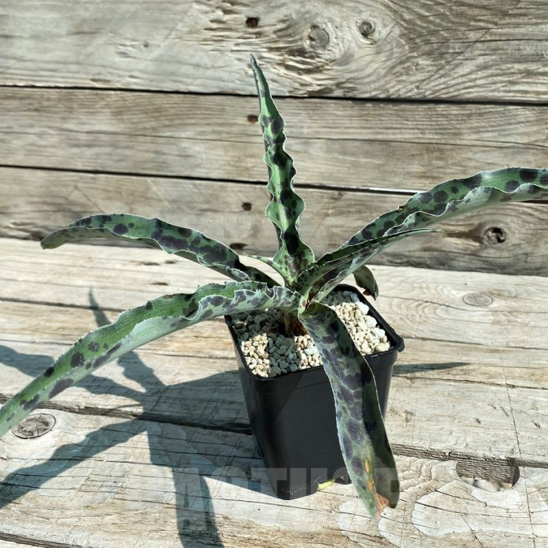 SH8252 Mangave 'Chocolate Chip'