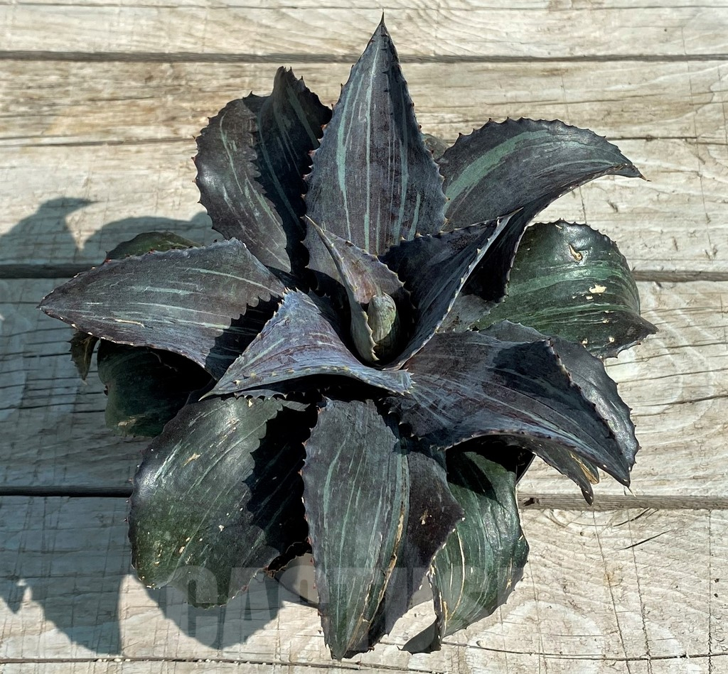 SH8253 Mangave 'Night Owl' - Image 2