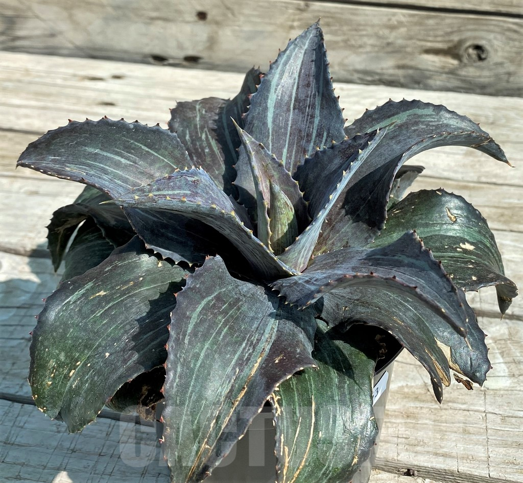 SH8253 Mangave 'Night Owl'