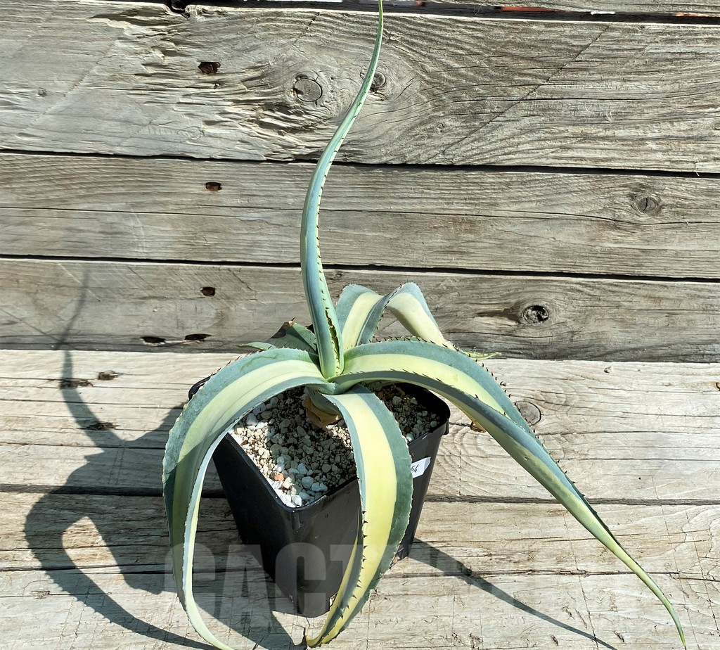 SH8254 Agave guiengola ‘Mediopicta’