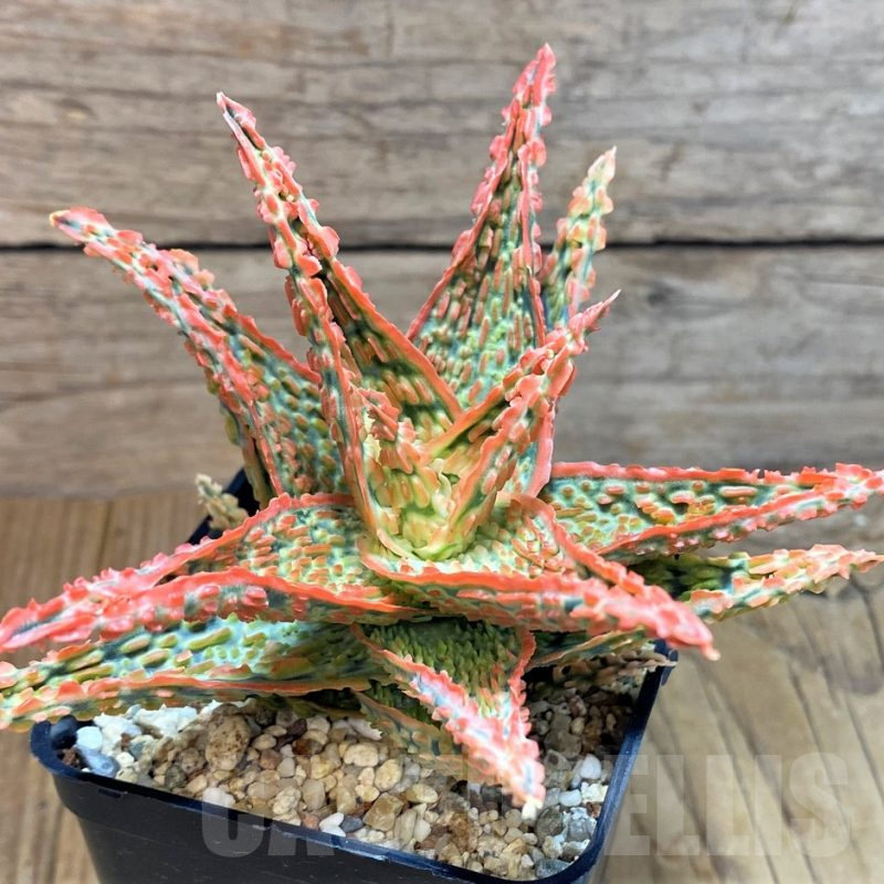 SH8255 Aloe TCT hybrid