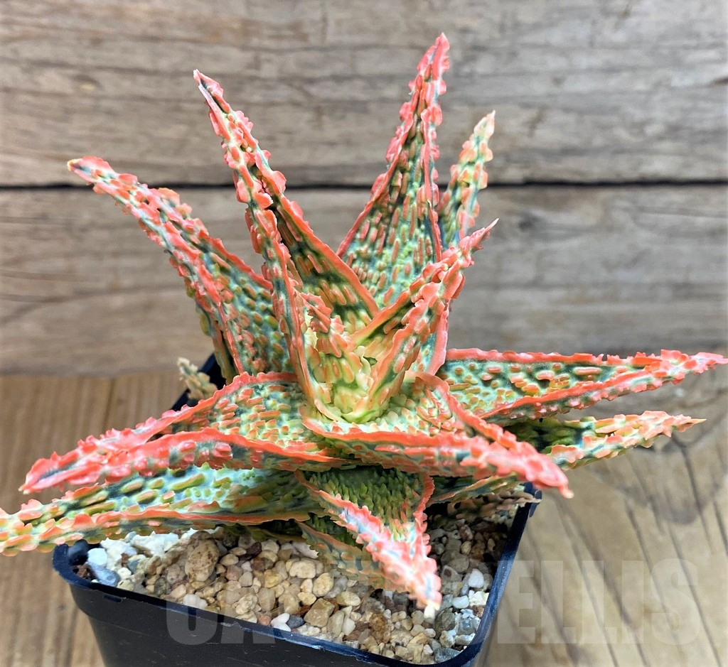 SH8255 Aloe TCT hybrid