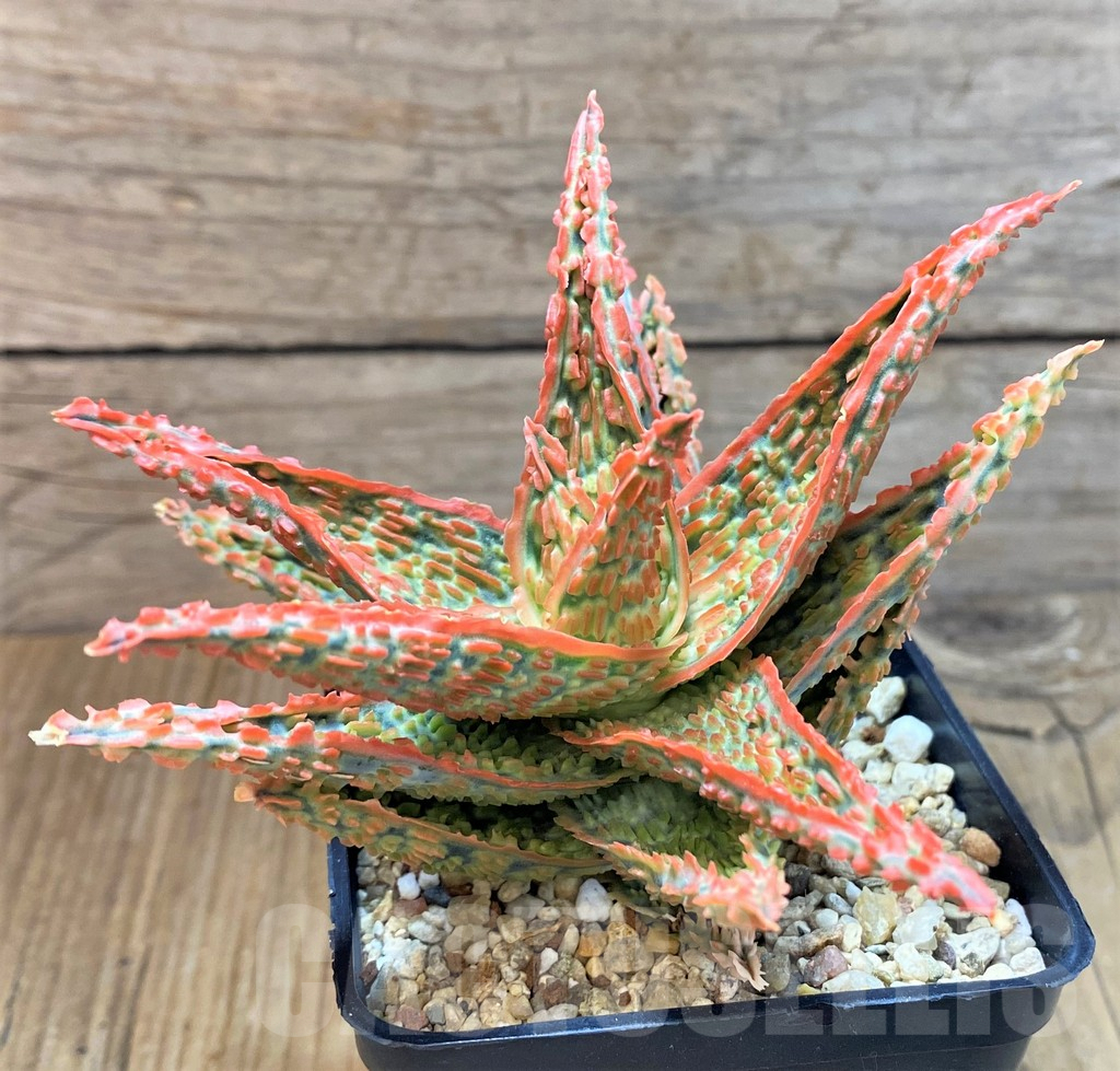 SH8255 Aloe TCT hybrid - immagine 2