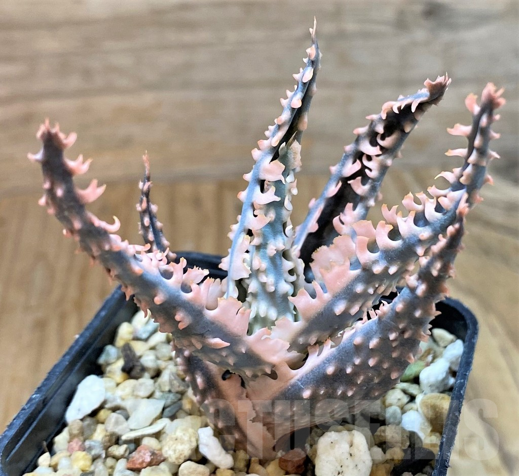 SH8258 Aloe TCT hybrid