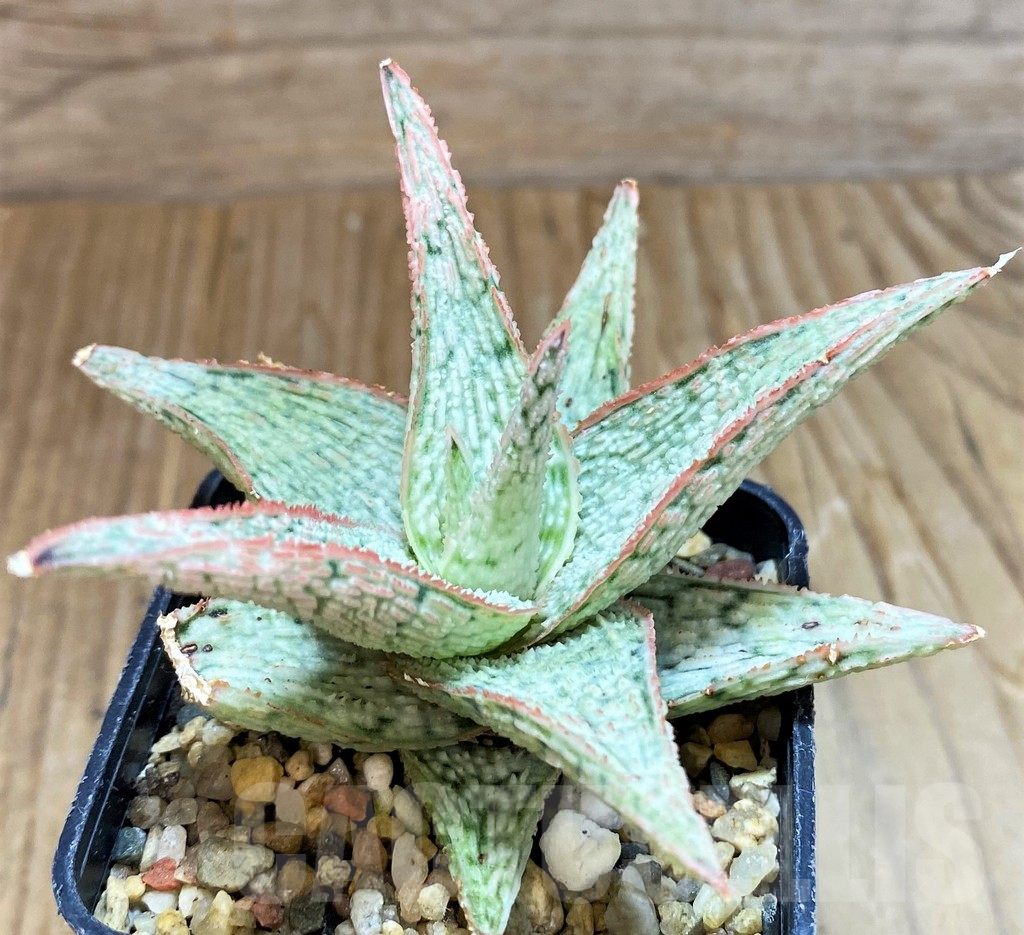 SH8259 Aloe hybrid