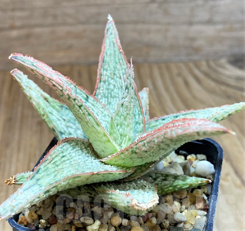 SH8259 Aloe hybrid - immagine 2