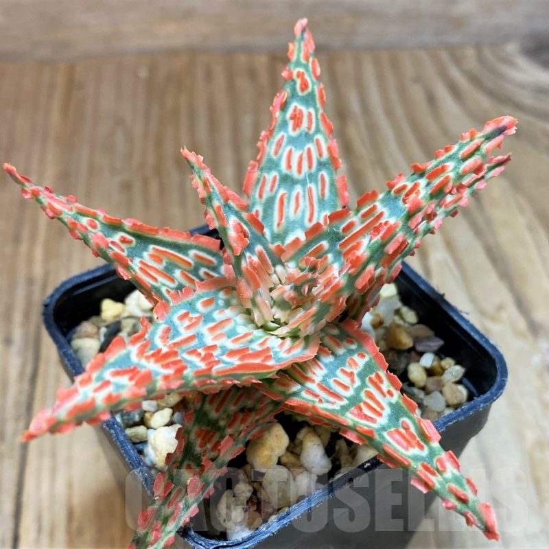 SH8260 Aloe TCT hybrid