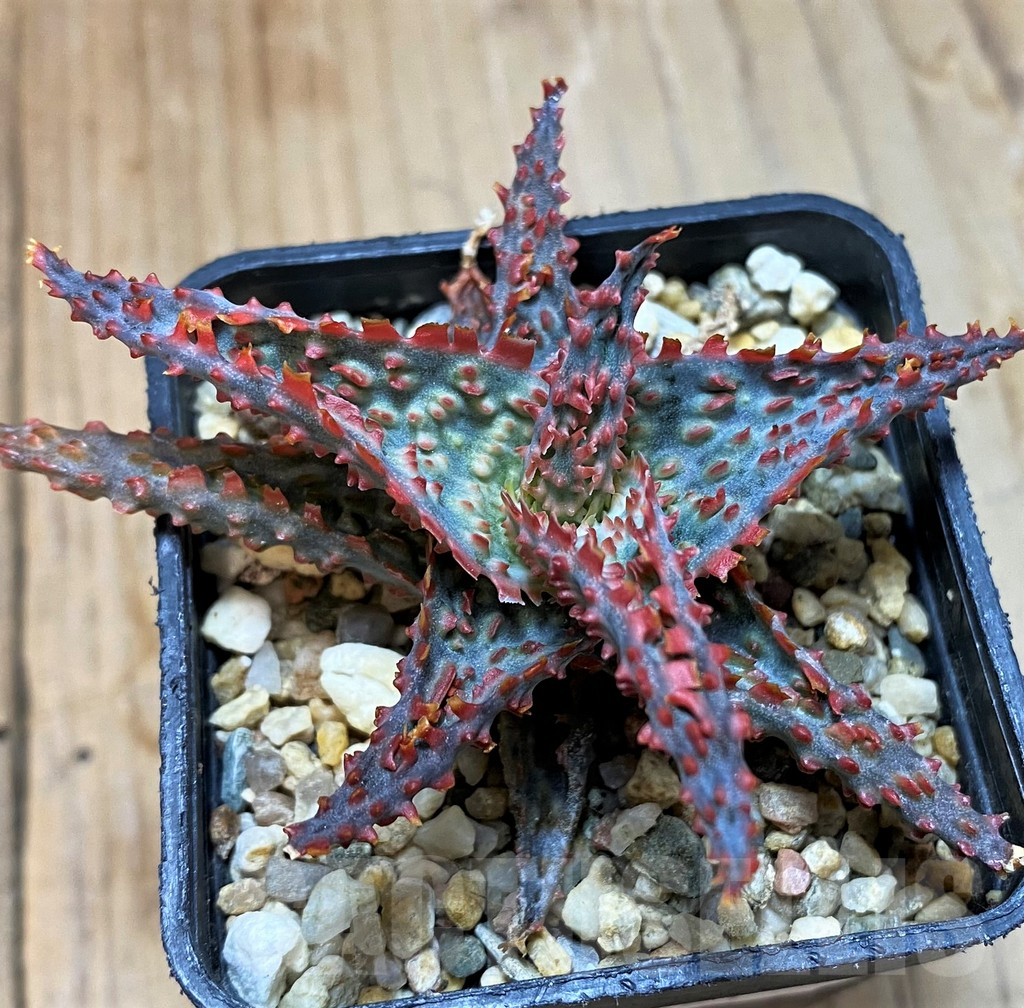 SH8261 Aloe TCT hybrid - Image 2