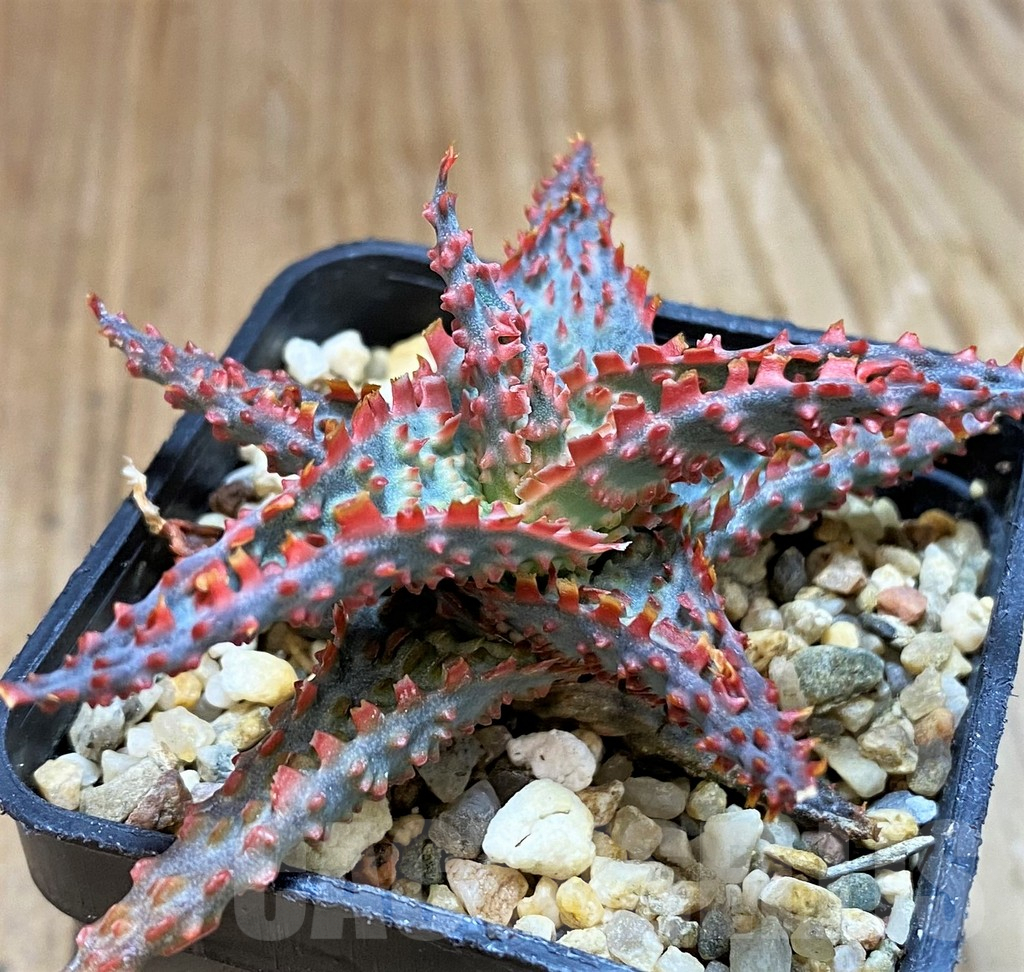 SH8261 Aloe TCT hybrid
