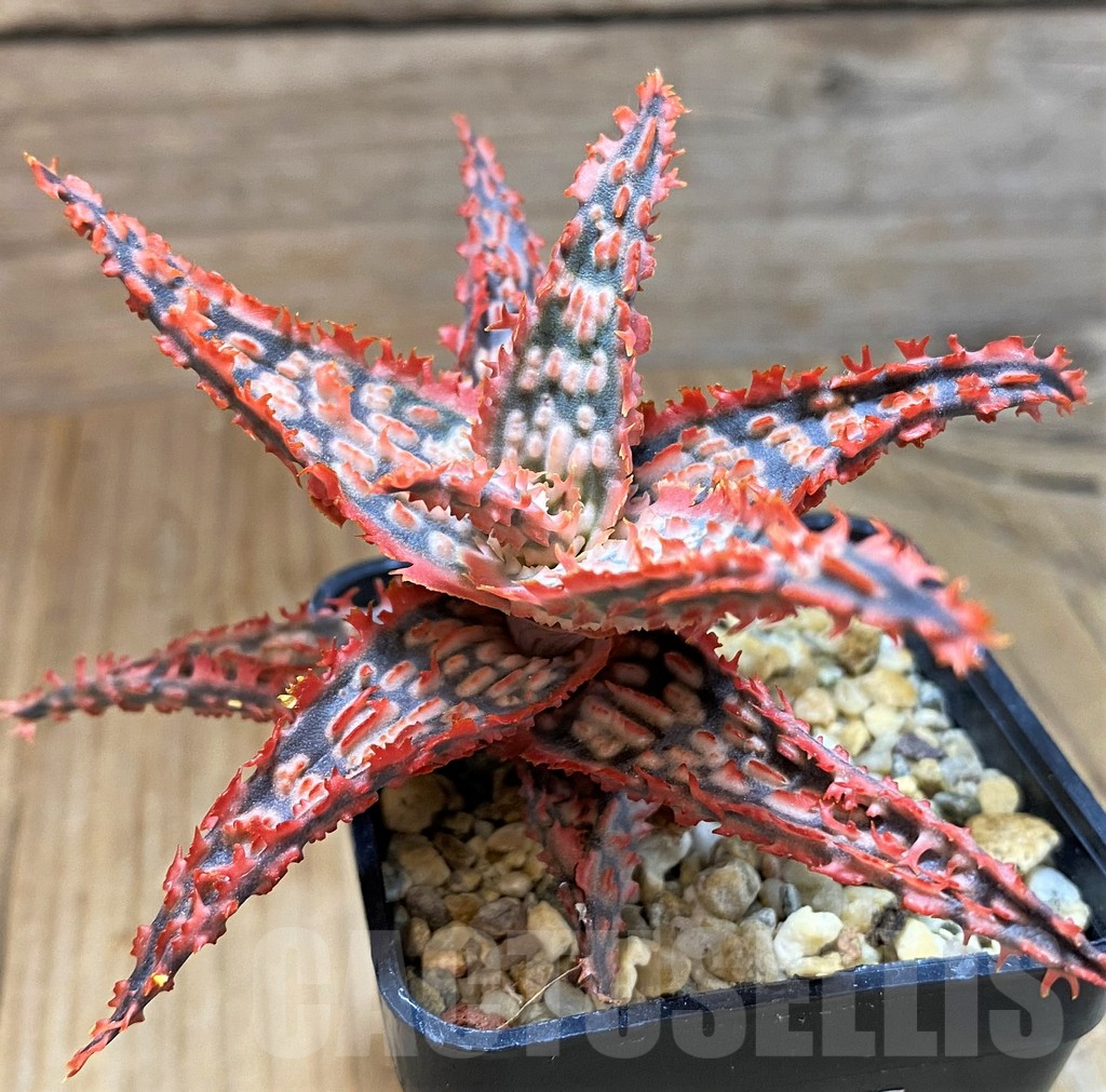 SH8262 Aloe TCT hybrid