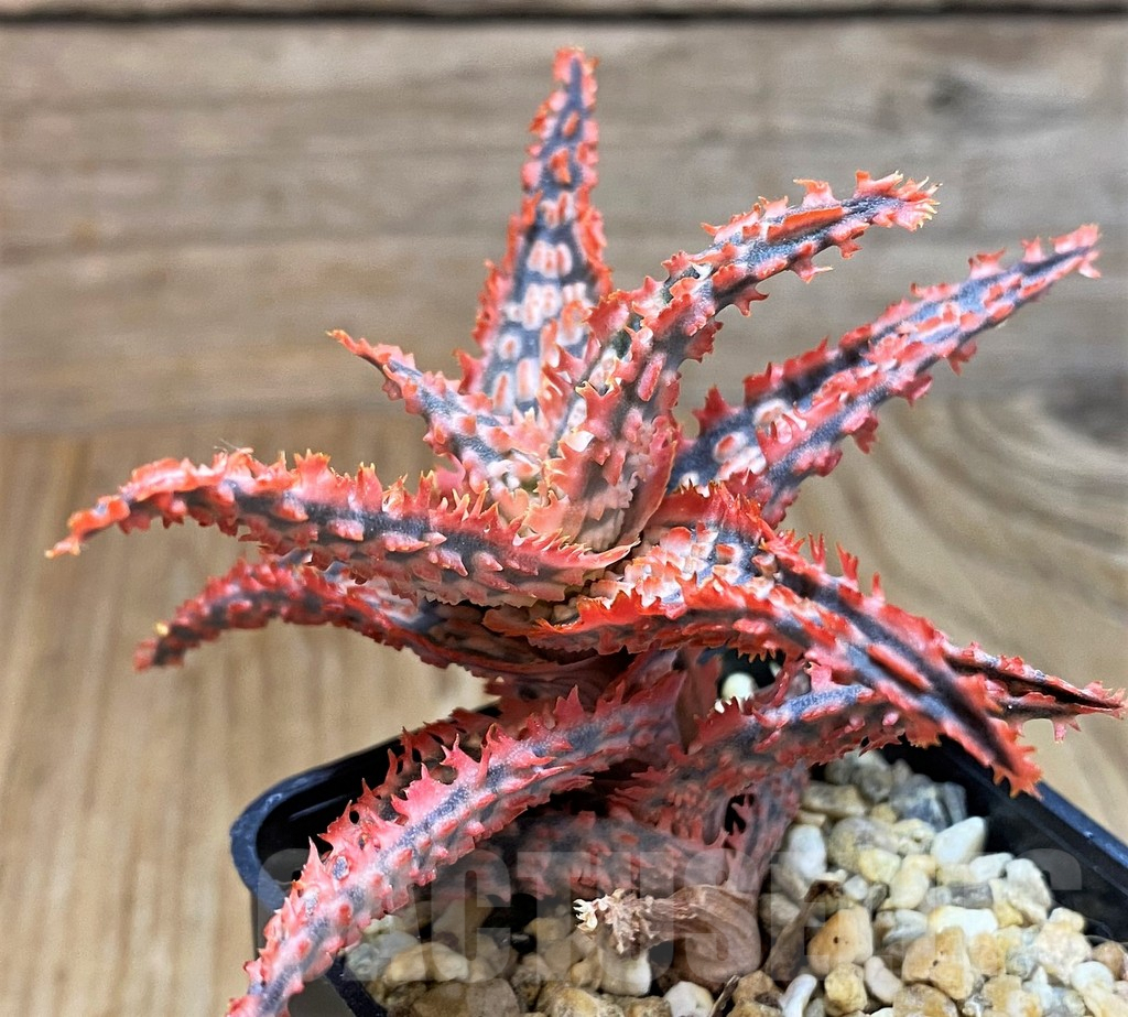 SH8262 Aloe TCT hybrid - immagine 3