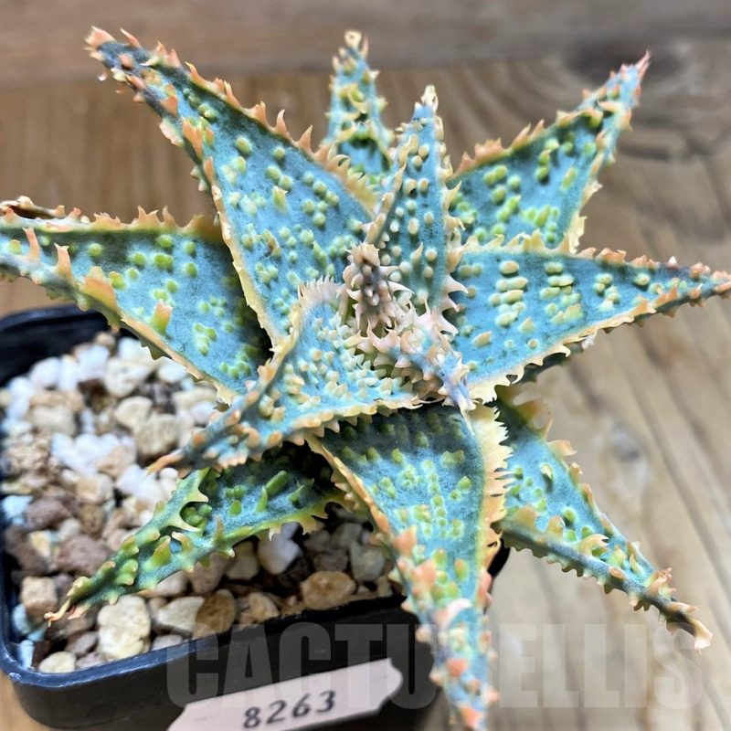 SH8263 Aloe TCT hybrid