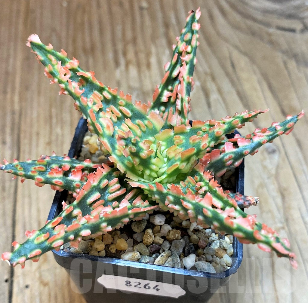 SH8264 Aloe TCT hybrid - Image 2