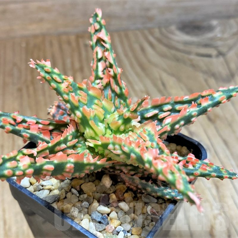 SH8264 Aloe TCT hybrid