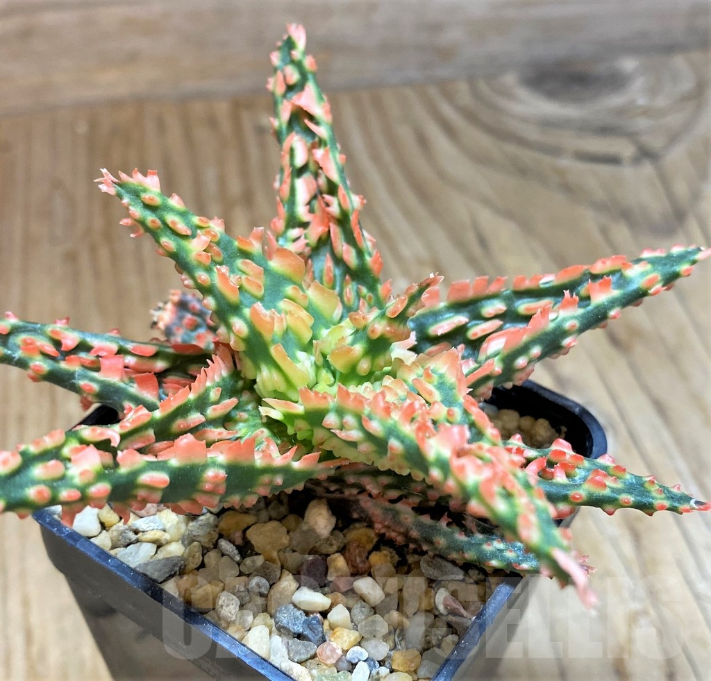 SH8264 Aloe TCT hybrid