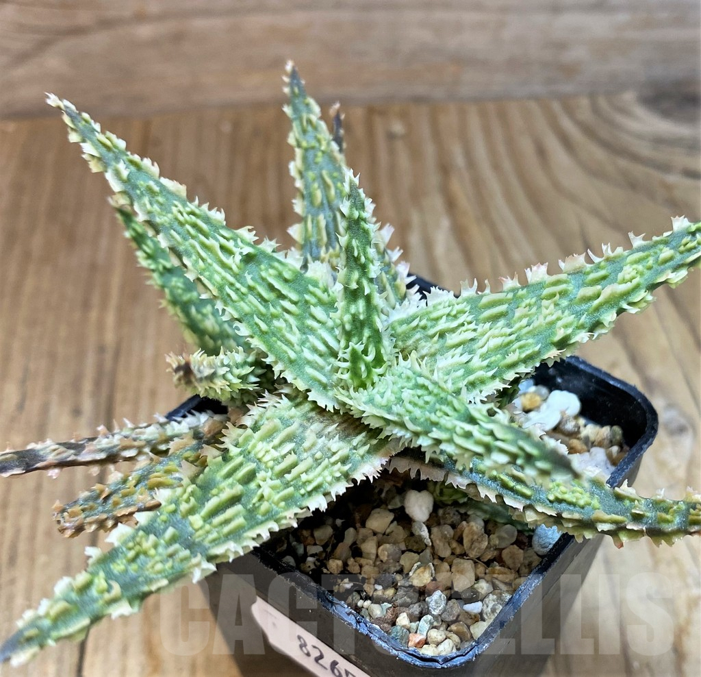 SH8265 Aloe TCT hybrid - immagine 2