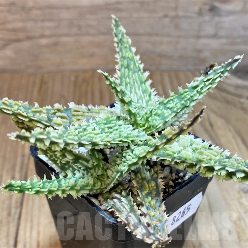 SH8265 Aloe TCT hybrid