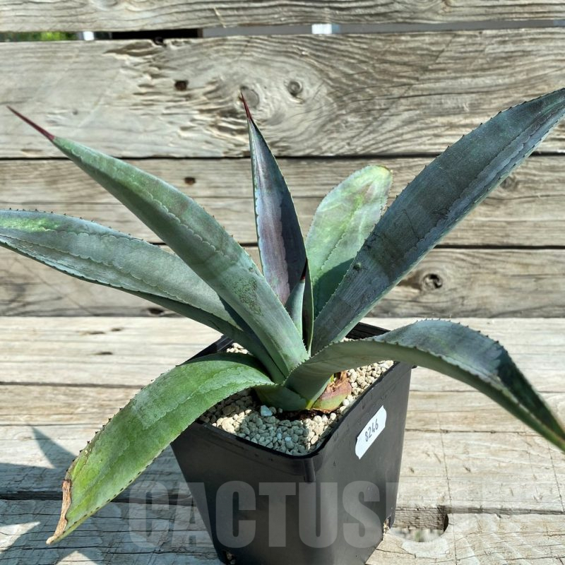 SH8246 Mangave 'Mission to Mars'