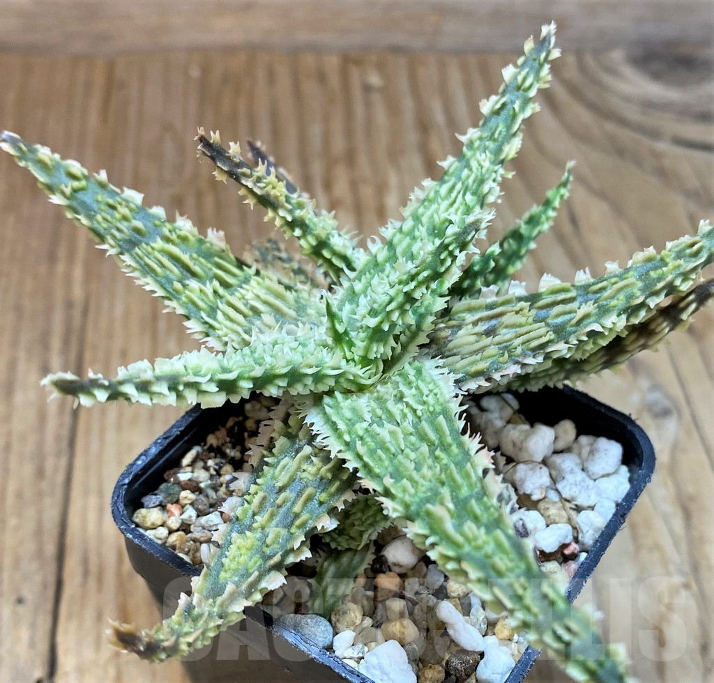 SH8265 Aloe TCT hybrid - immagine 3