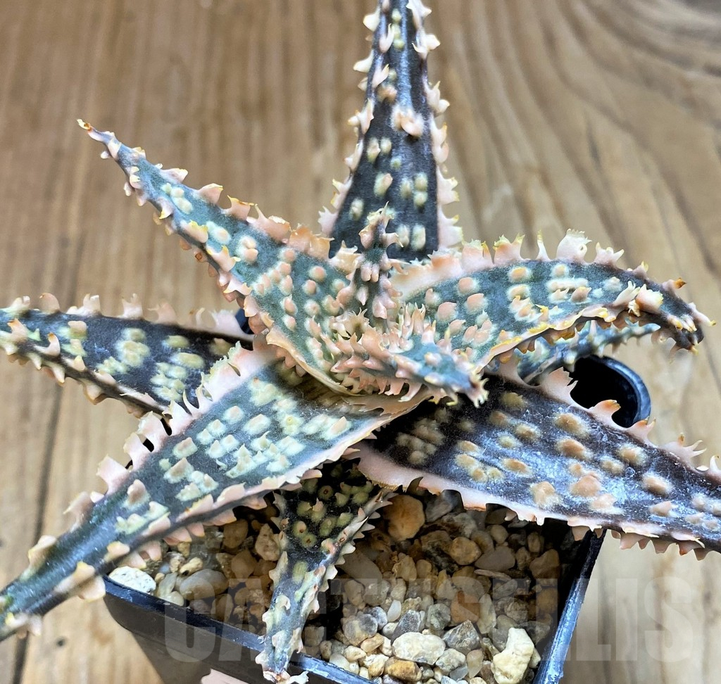 SH8266 Aloe TCT hybrid - Image 2