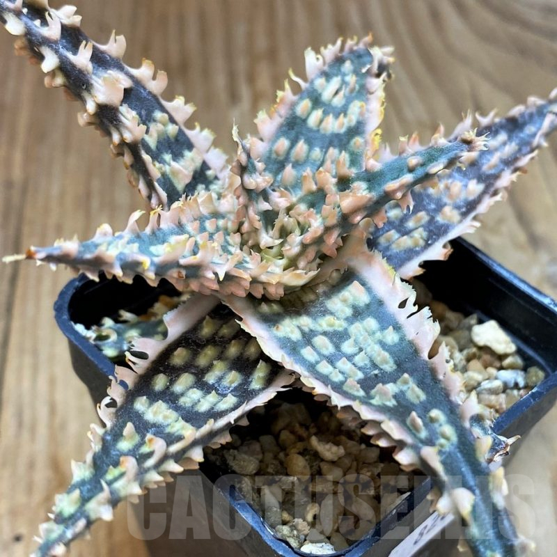 SH8266 Aloe TCT hybrid