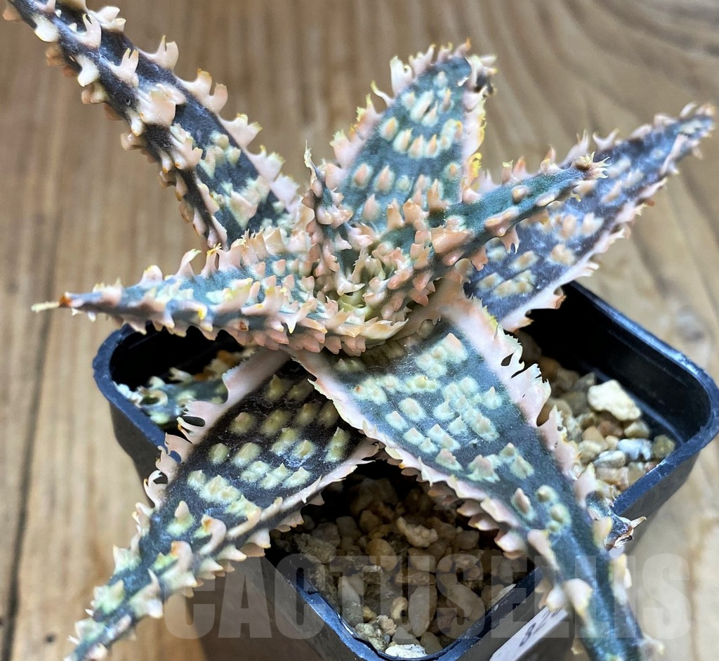 SH8266 Aloe TCT hybrid