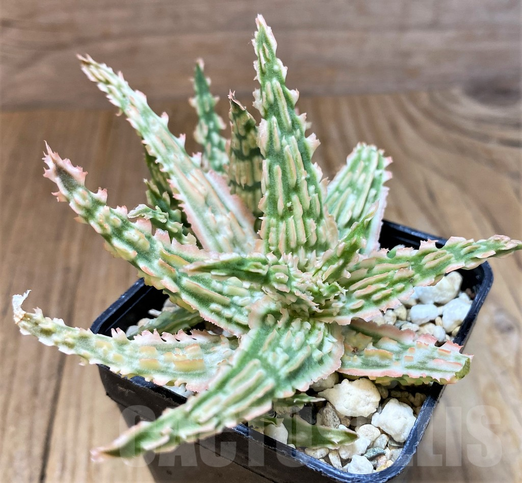 SH8268 Aloe TCT hybrid - immagine 4