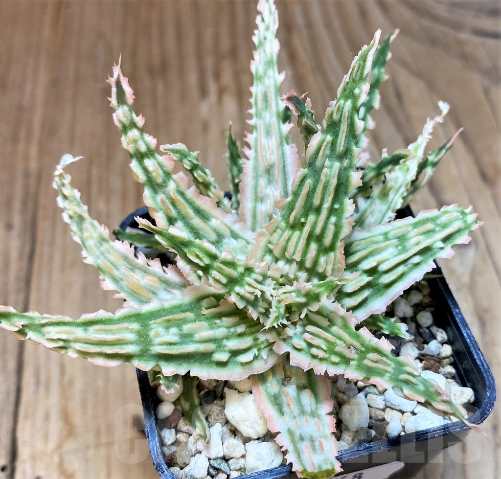 SH8268 Aloe TCT hybrid - immagine 3