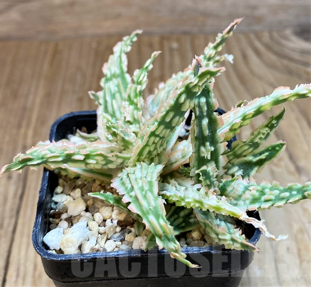 SH8268 Aloe TCT hybrid - immagine 2