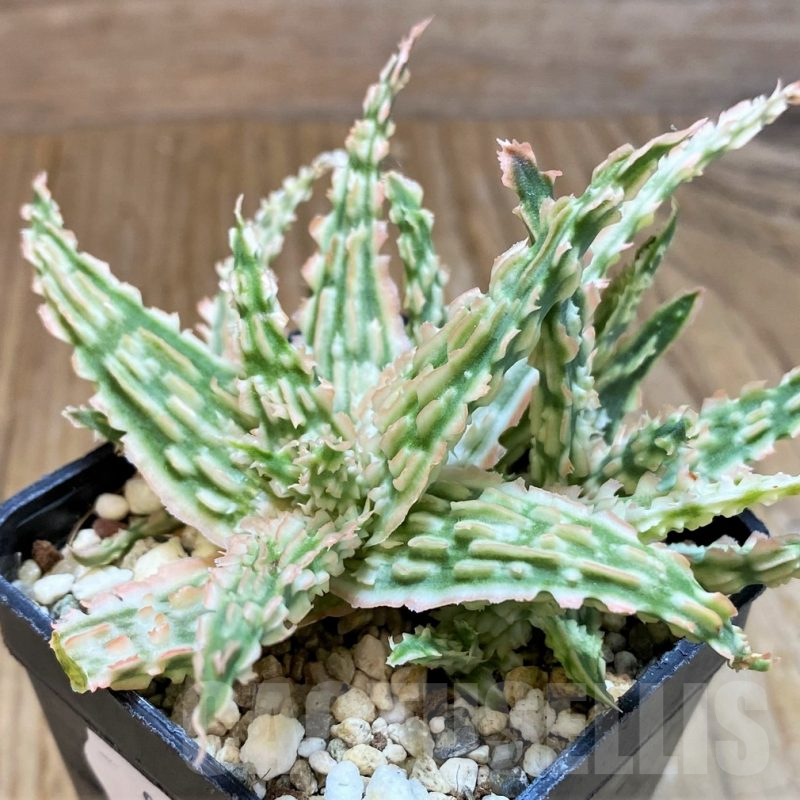 SH8268 Aloe TCT hybrid