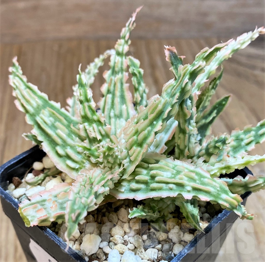 SH8268 Aloe TCT hybrid