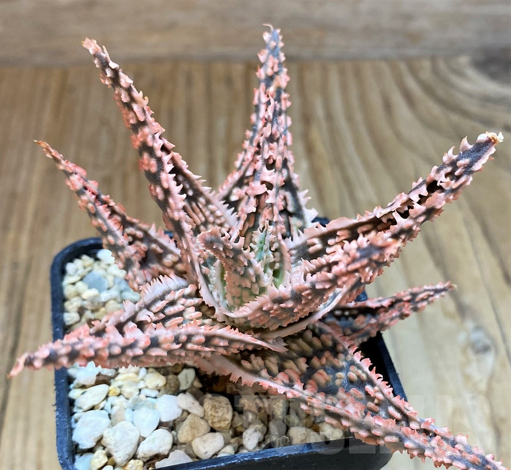 SH8269 Aloe TCT hybrid