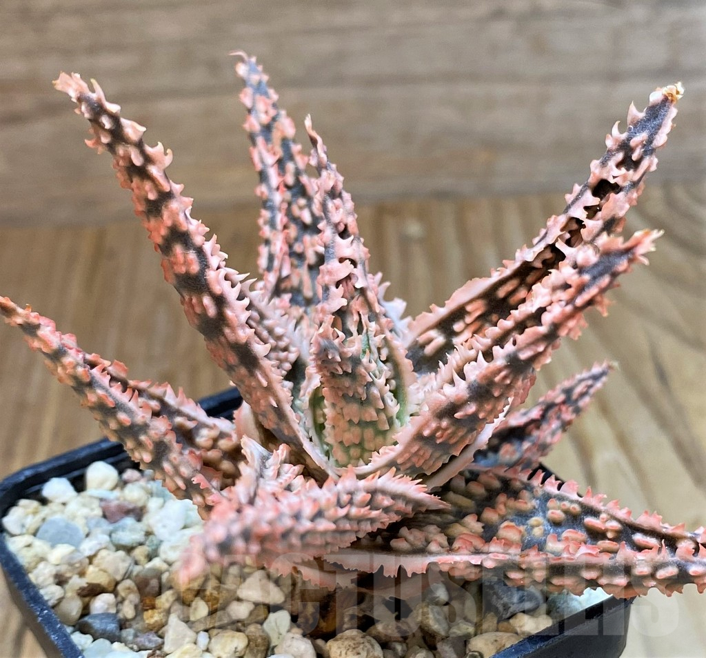 SH8269 Aloe TCT hybrid - immagine 2