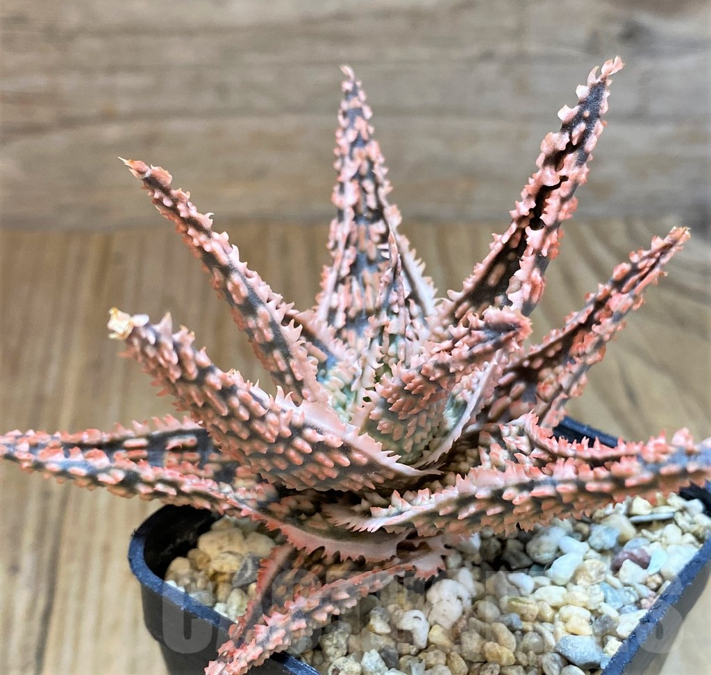 SH8269 Aloe TCT hybrid - immagine 3