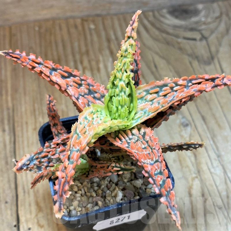 SH8271 Aloe TCT hybrid