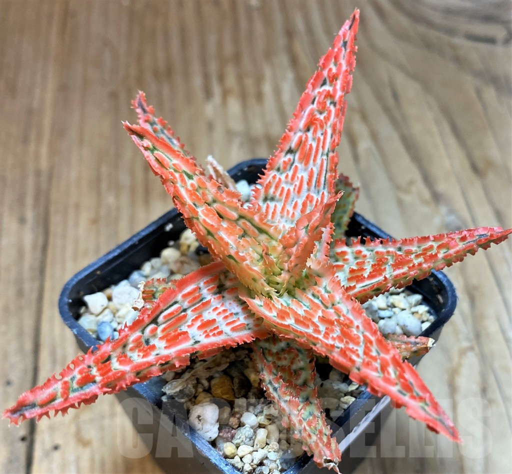 SH8272 Aloe TCT hybrid - Image 2