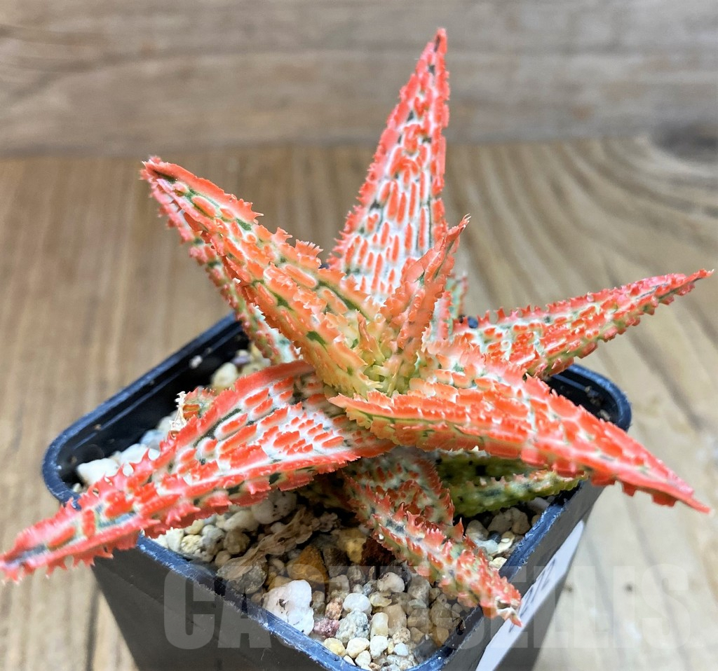 SH8272 Aloe TCT hybrid