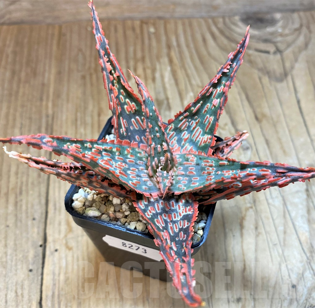 SH8273 Aloe TCT hybrid - Image 2