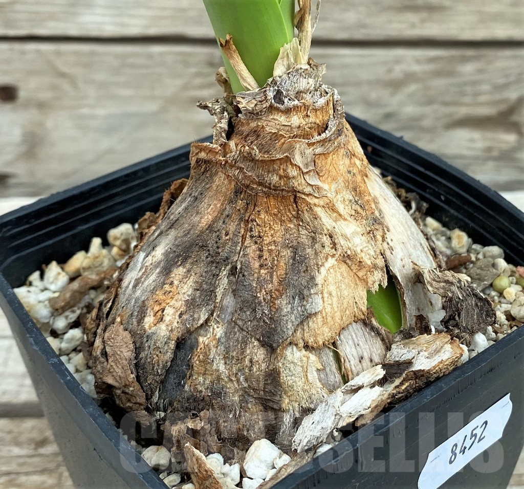 SH8452 Crinum sp. - immagine 3