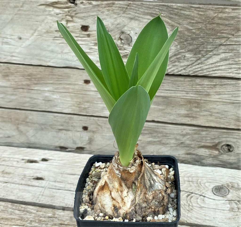 SH8452 Crinum sp. - immagine 2