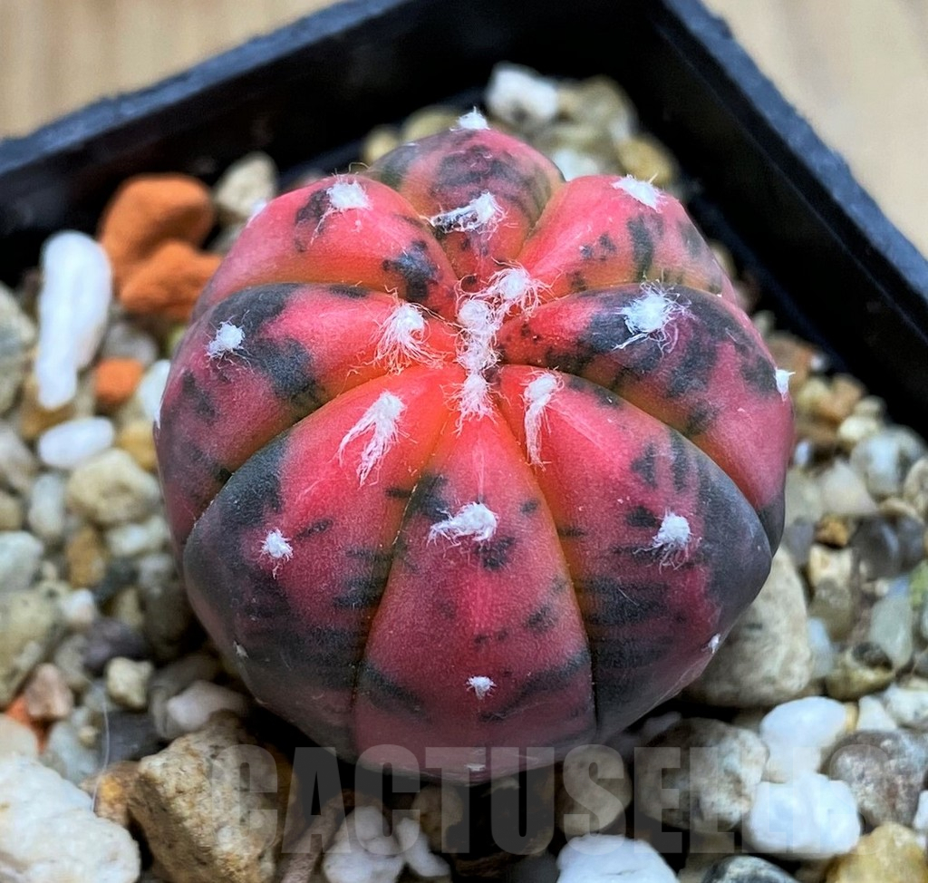 SH8410 Astrophytum asterias ‘Red Purple Skin’ f. variegata