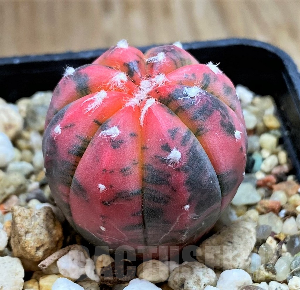 SH8410 Astrophytum asterias ‘Red Purple Skin’ f. variegata - Imagen 2