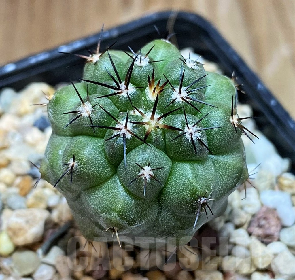 SH8405 Copiapoa montana FR622