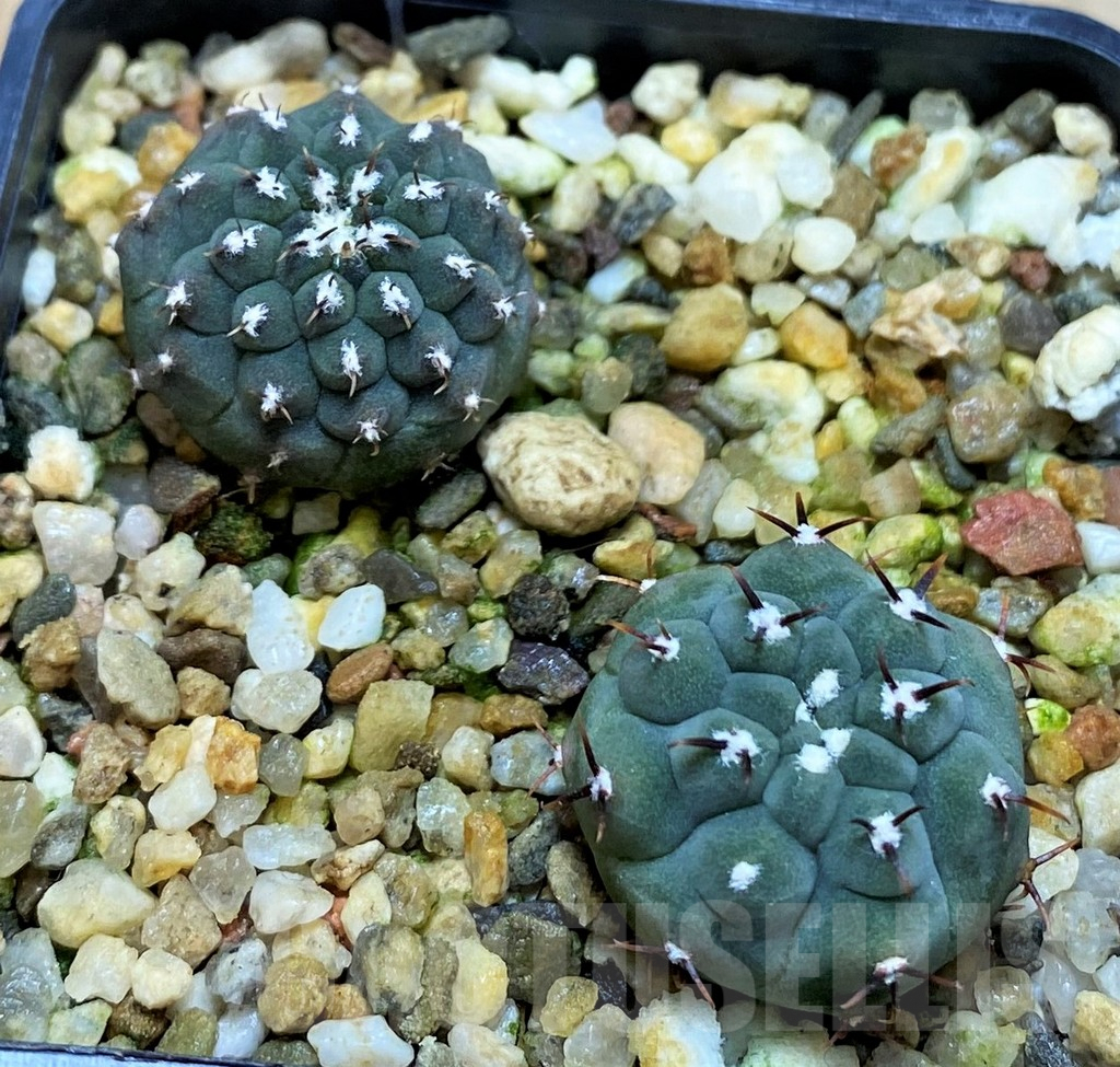 SH8412 Gymnocalycium vatteri v. unguispinum F2