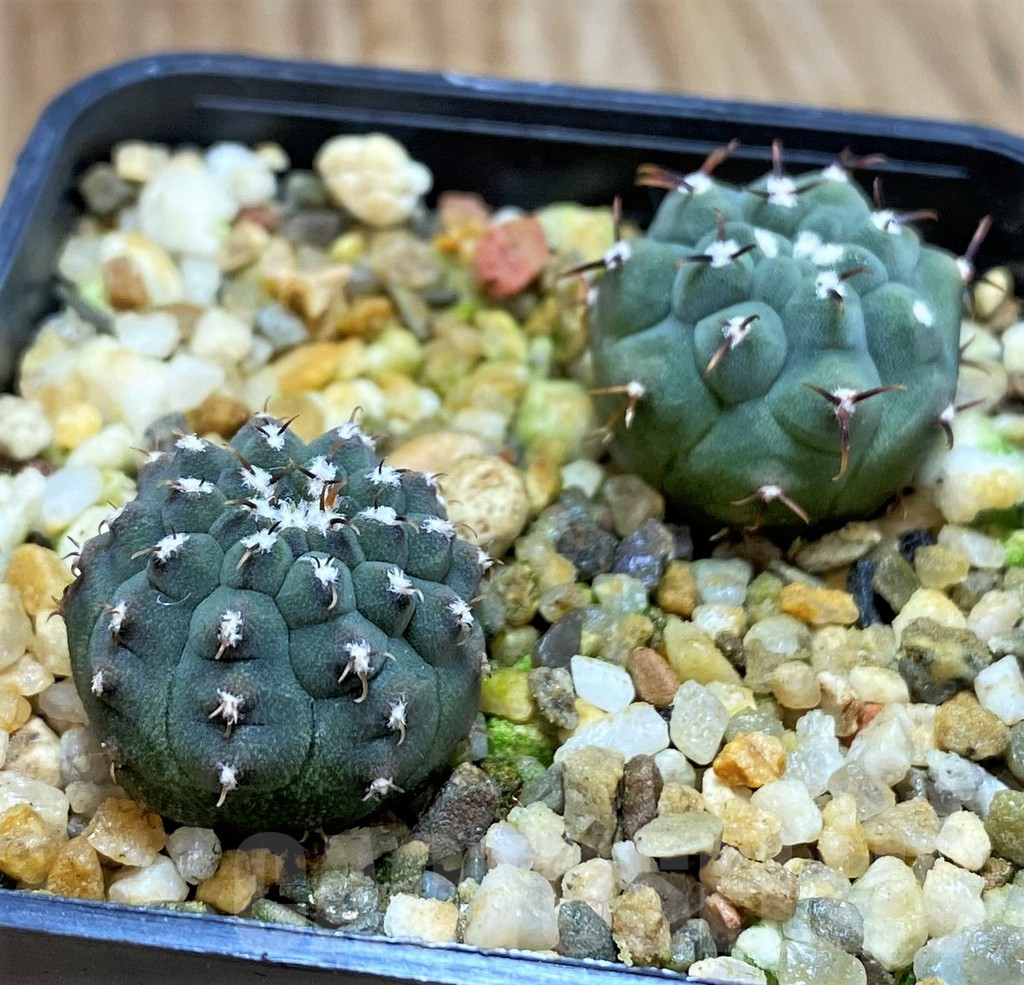 SH8412 Gymnocalycium vatteri v. unguispinum F2 - Obrázek 2