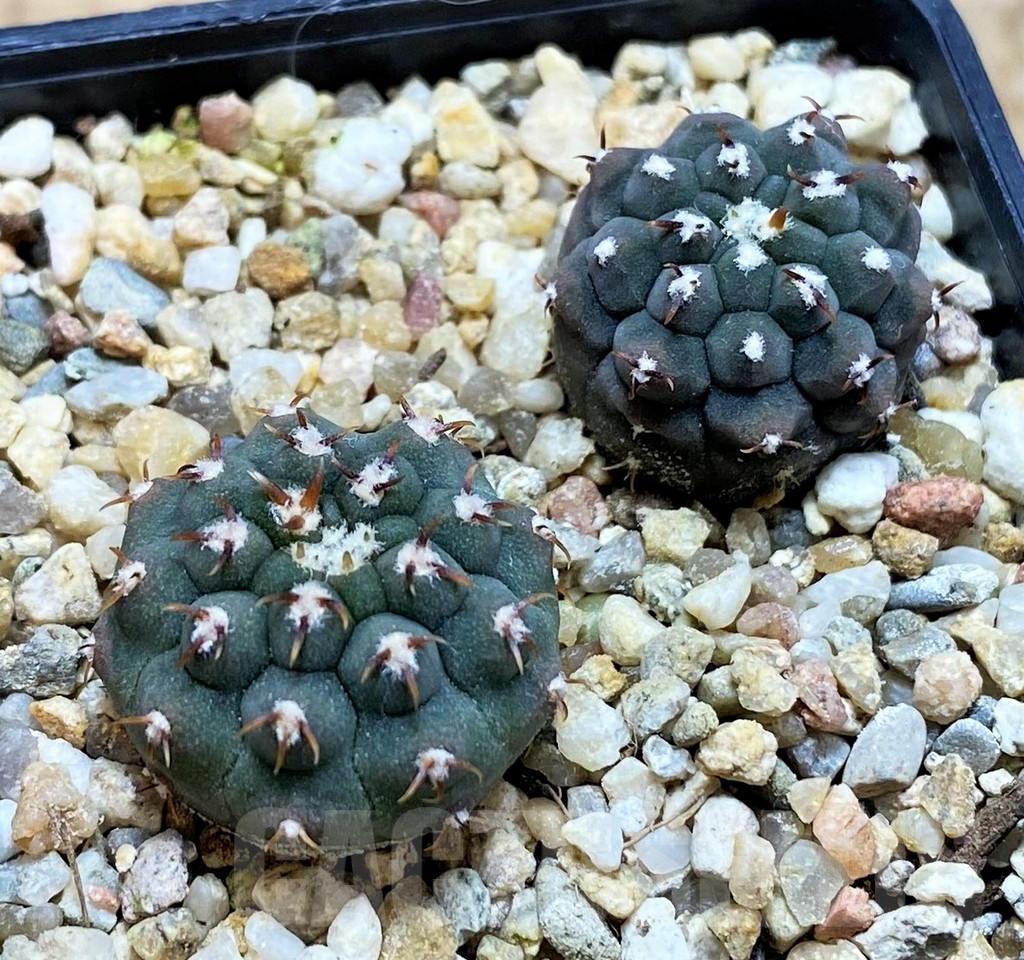 SH8413 Gymnocalycium vatteri v. unguispinum F2 - Imagen 2