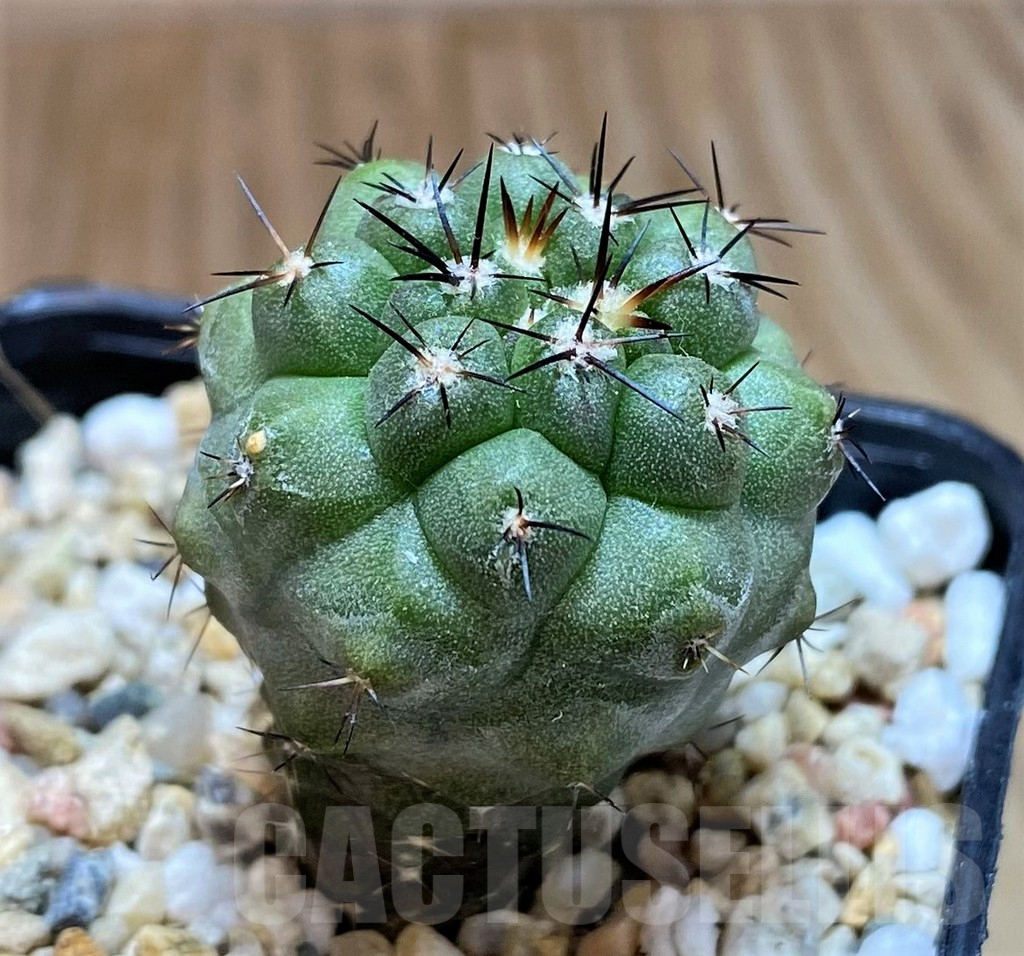 SH8405 Copiapoa montana FR622 - immagine 2